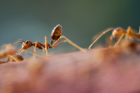 Ghost Ants
