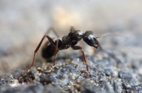 Pavement Ants