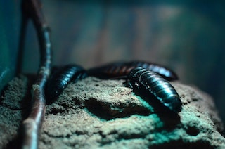German Cockroaches