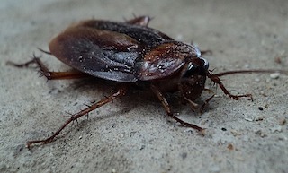 Oriental Cockroach