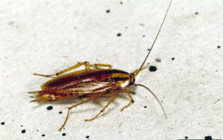Wood Roach