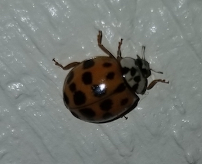 Lady Bug