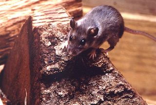 Deer mouse