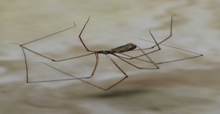 Cellar Spider