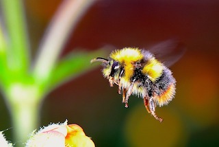 Bumble Bee