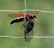 Cicada killer