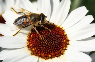 Honey Bee