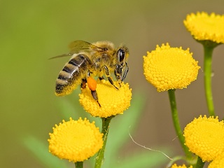 Carpenter Bee